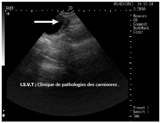 longitudinal