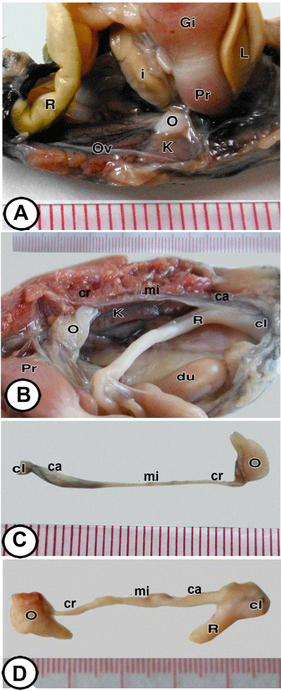 morphology