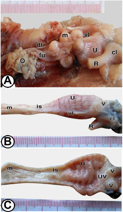 morphology