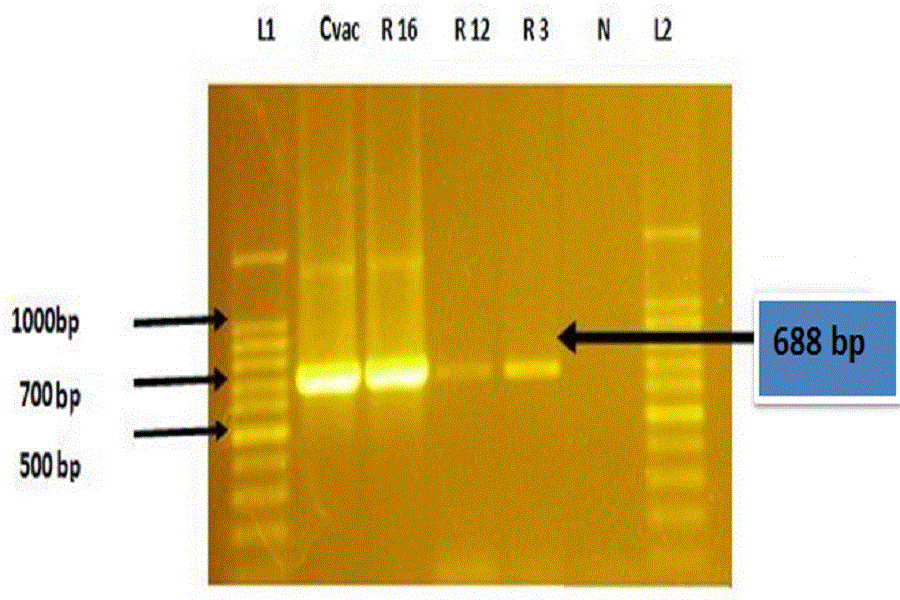 Agarose