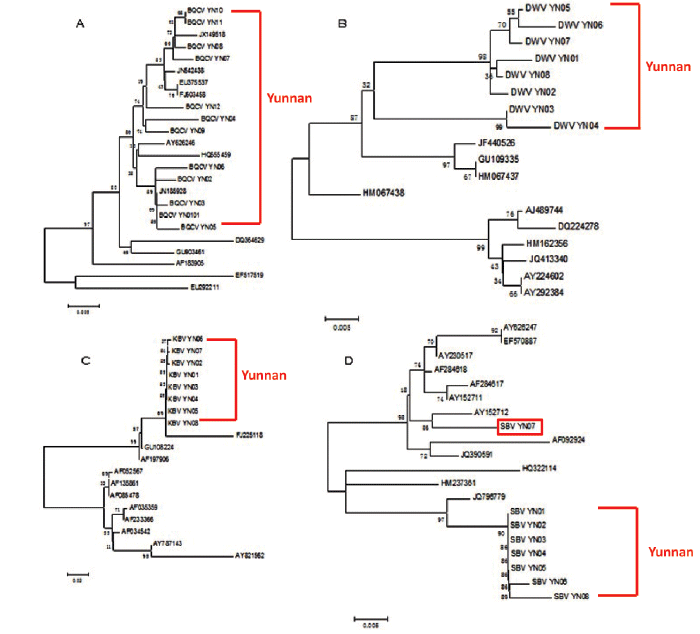 Phylogenetic