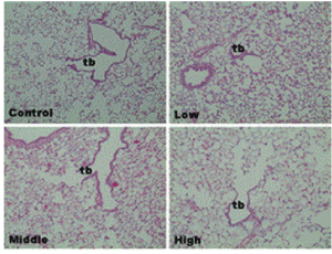 Histopathology