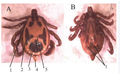 Rhipicephalus