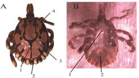 Amblyomma