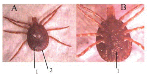 Dorsal