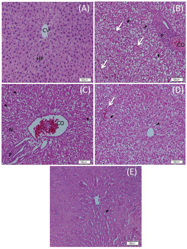 Photomicrographs