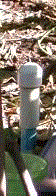 Micro