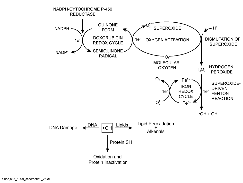 doxorubicin