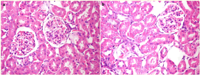Histological