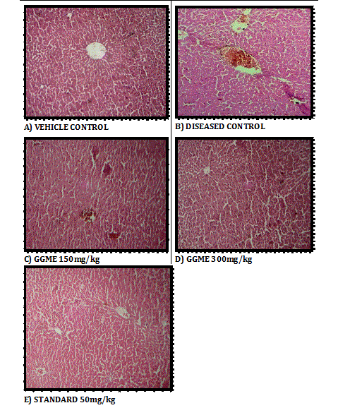 Histopathological