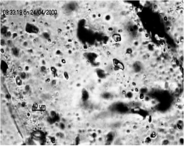 Photomicrographs