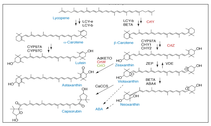 carotenoids