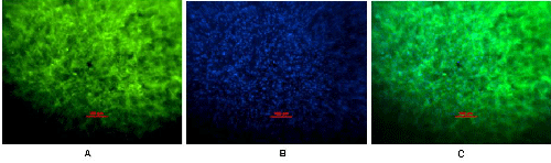 Immunofluorescence