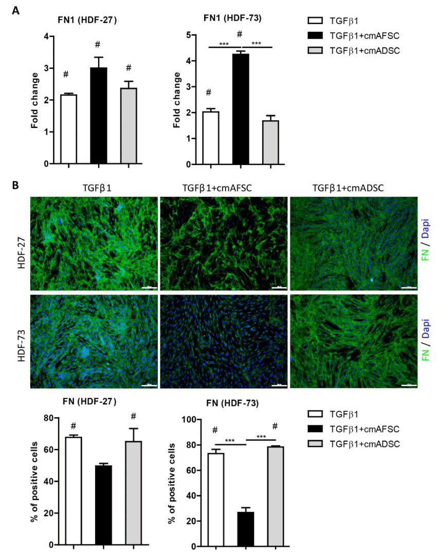 fibronectin