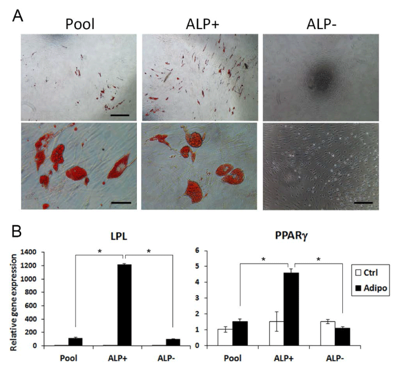Adipogenic