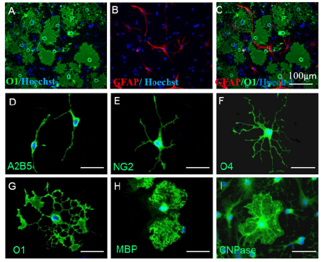 Immunofluorescence