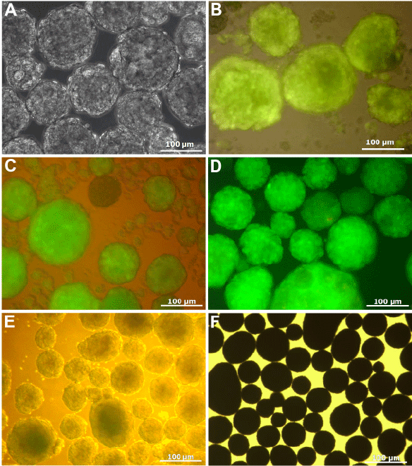 cardiomyocytes