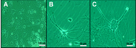 microscopy