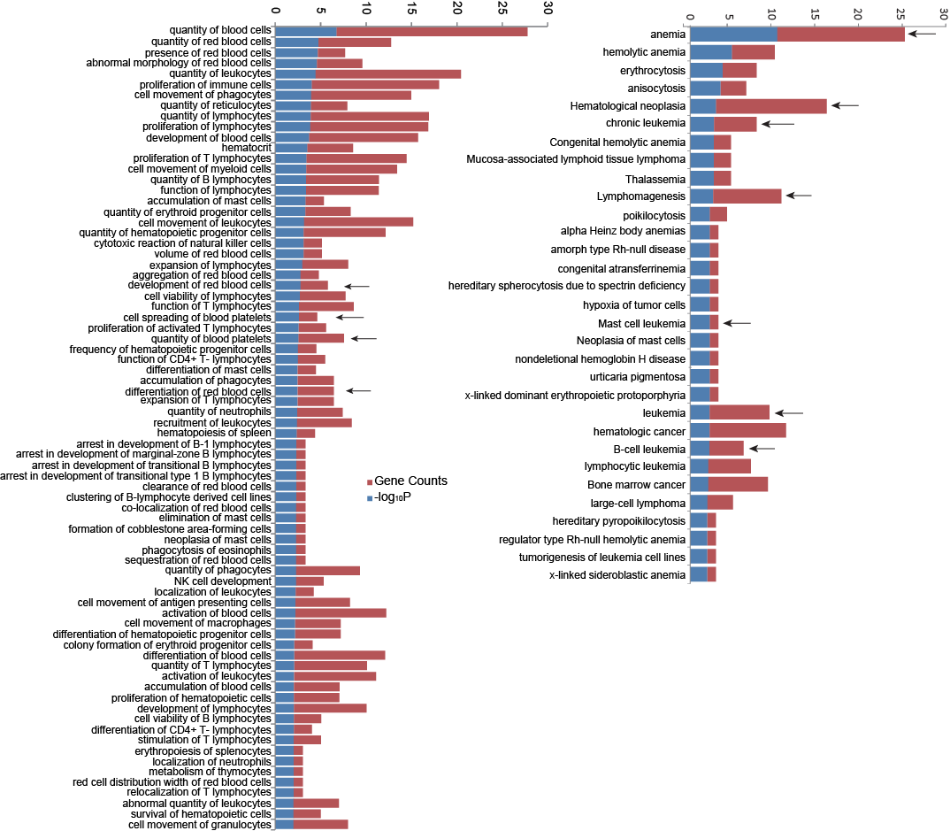 hematopoiesis