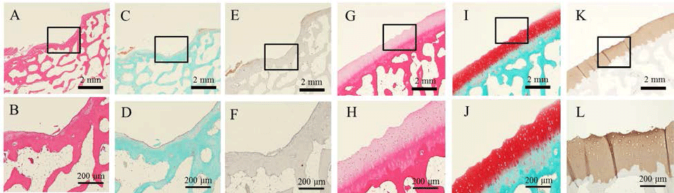 Histological