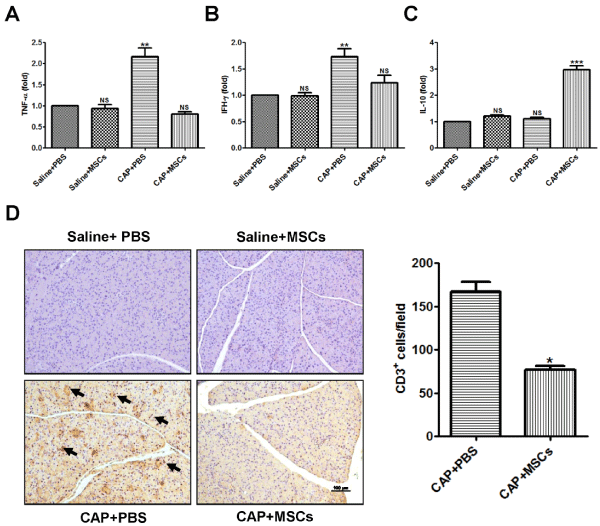 Immunomodulatory