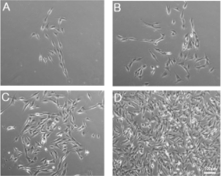 micrographs
