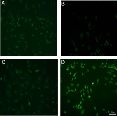 Immunocytochemistry