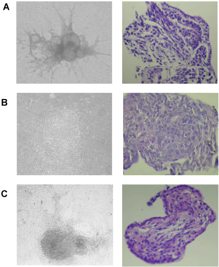 Histological