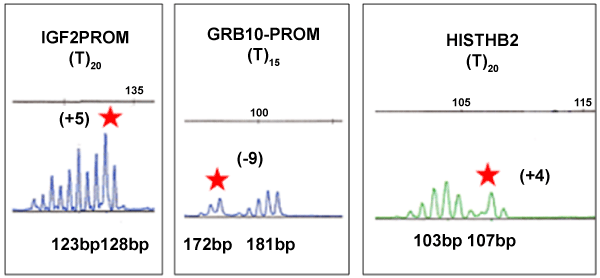 electropherograms