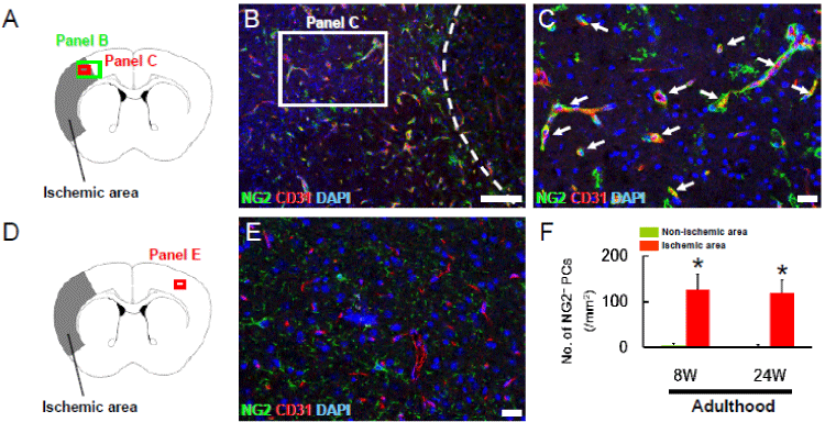glial