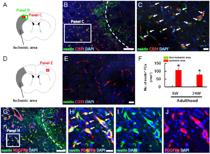 pericytes