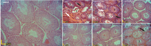 Histological