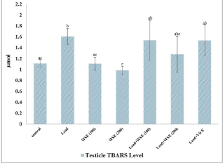 testicle