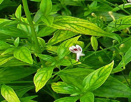 Andrographis