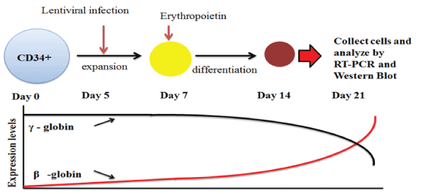 Erythroid