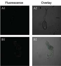 Confocal