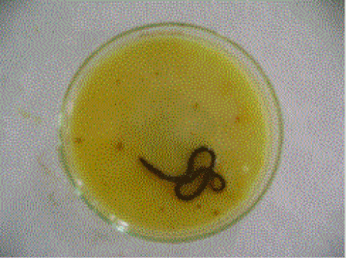 Earthworm