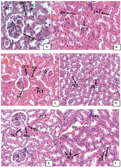 Photomicrographs