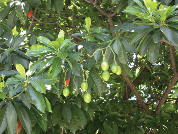leaves