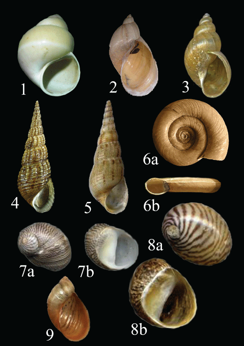 specimens