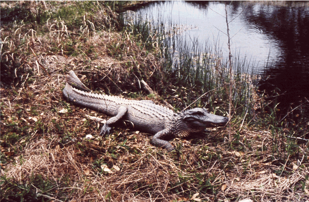 alligators