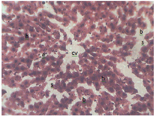 Photomicrograph