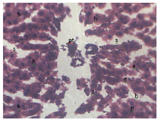 Photomicrograph
