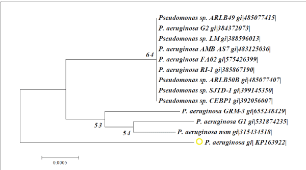 Phylogenetic