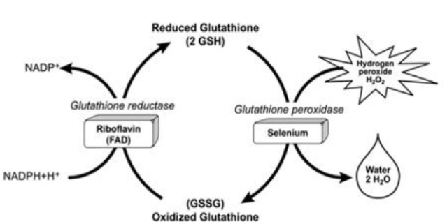 Glutathione