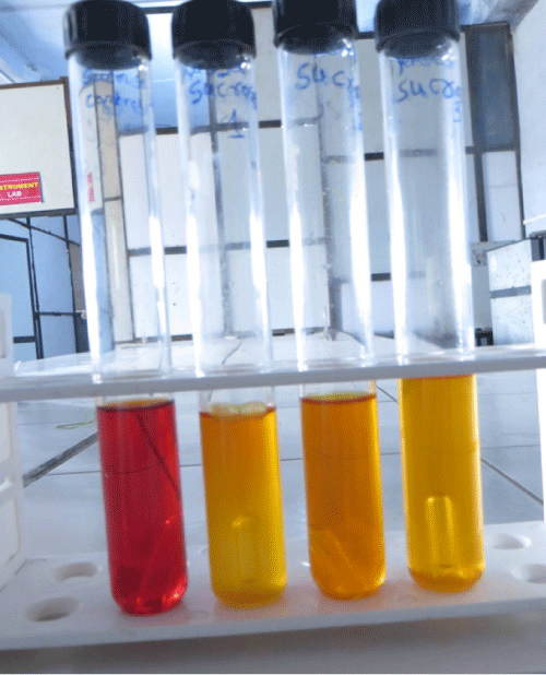 Fermentation