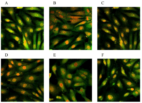 Immunofluorescence