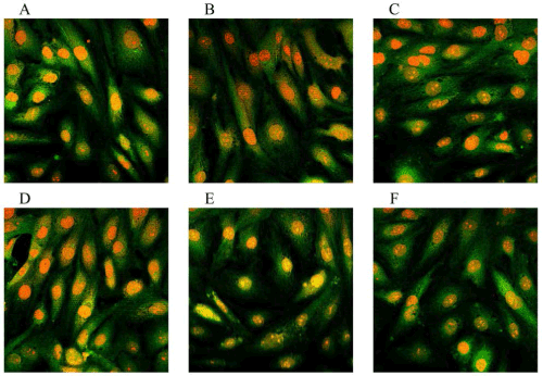 Immunofluorescence