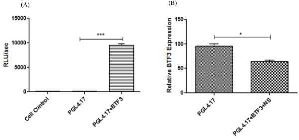 luciferase
