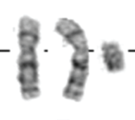 a new female case